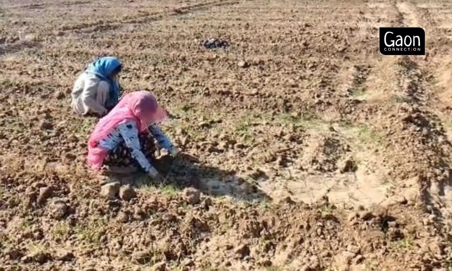 Cumin is a labour-intensive crop which requires women to squat and weed out the unwarted shrubs from jeera crop manually. Photo by arrangement.