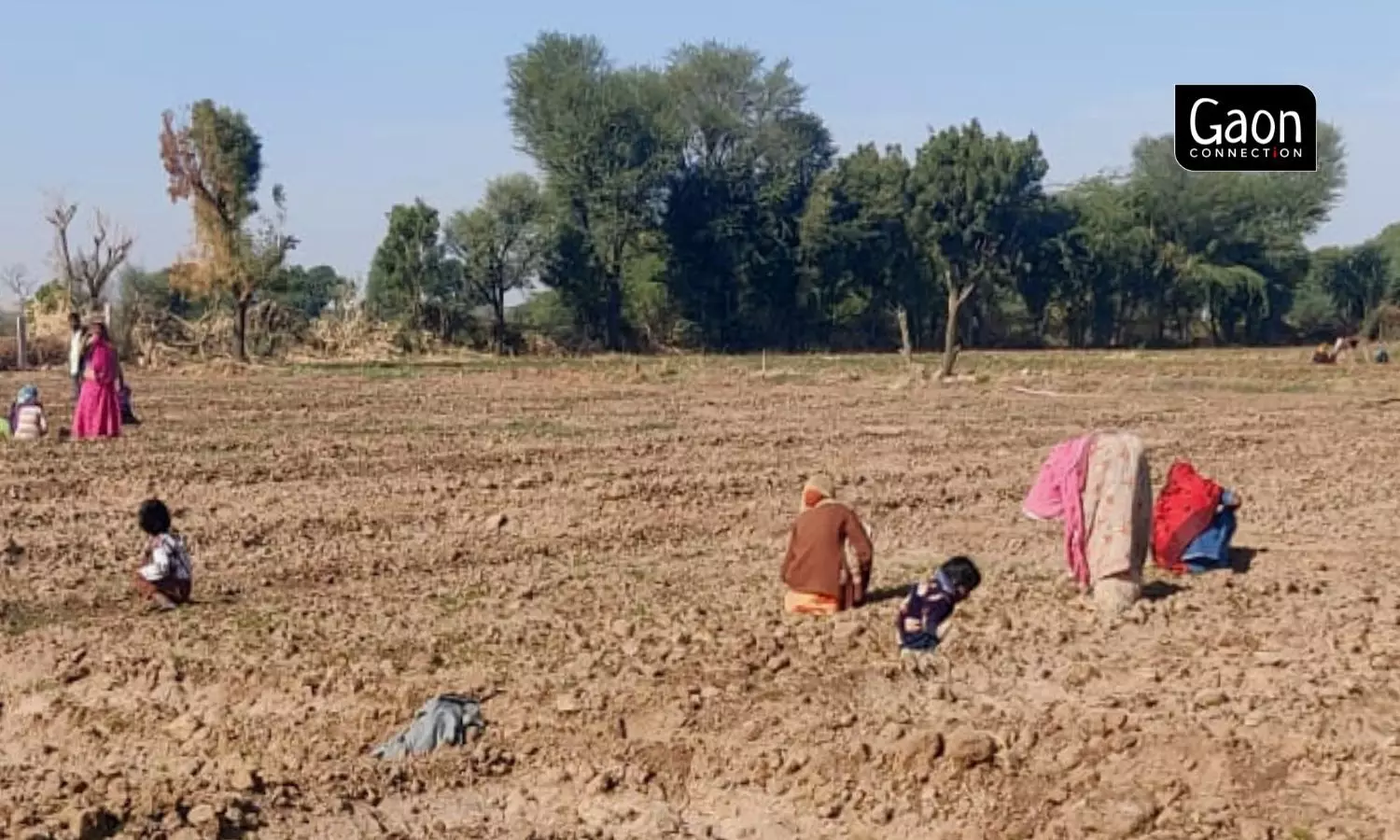 Lesser acreage under cumin over years means lesser work available for the women labourers in the cumin producing belts of Rajasthan and Gujarat. Photo by arrangement.