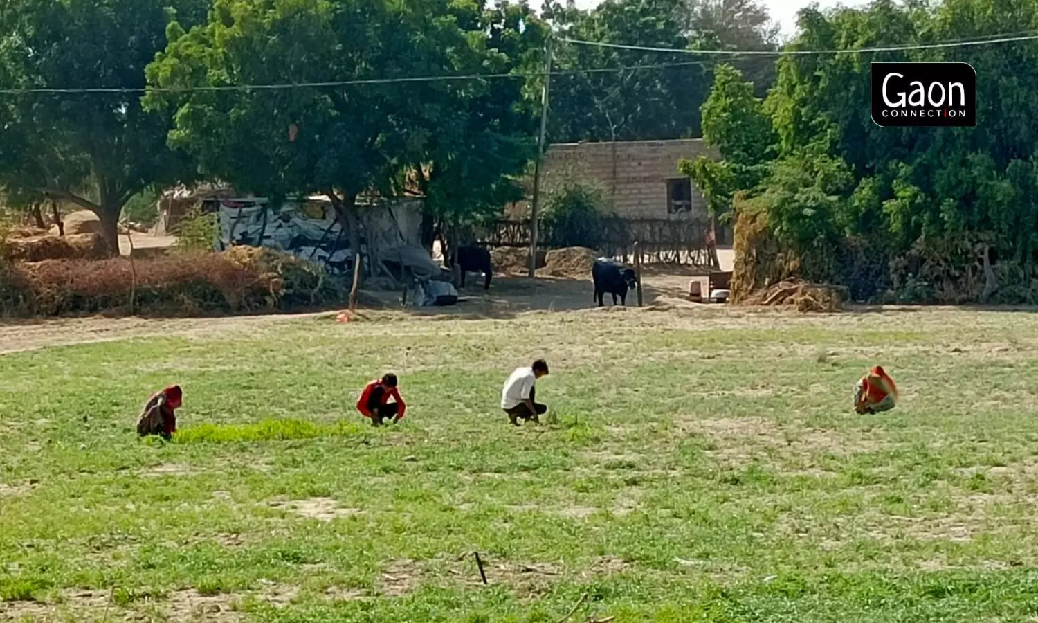 The farmers get their cumin yield in March and April when the prices fall down, as compared to January when the traders take out their carry forward stock of previous year in the market. Photo by arrangement. 