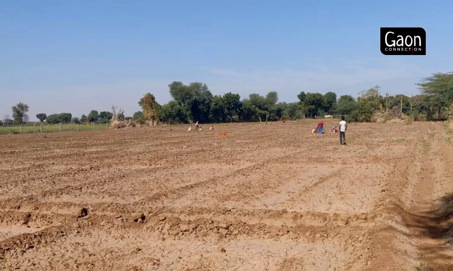 Cumin farmers in Gujarat and Rajasthan are switching to mustard due to high sensitivity of cumin to climate change. Photo by arrangement.