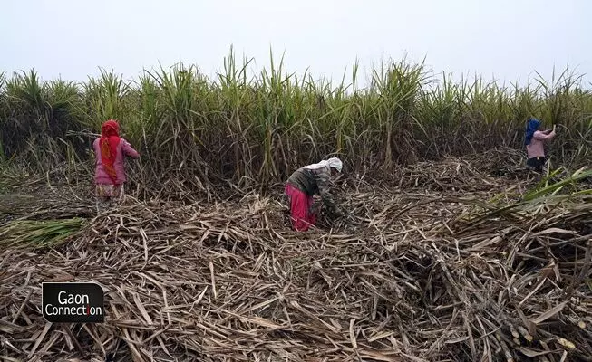 The cultivation and harvesting of sugarcane involves an abundance of labour by women — which is hugely undervalued not only socially but also economically. A womans labour fetches lower wages than mens despite the two genders performing the same task for the same duration. 