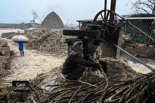 Scene of a juice extracting machine at a bhatta. Upon reaching the bhatta, the sugarcane harvest is weighed and prices are negotiated. The sugarcane is timely sent to crushers to extract the cane juice which is then processed to make jaggery. 