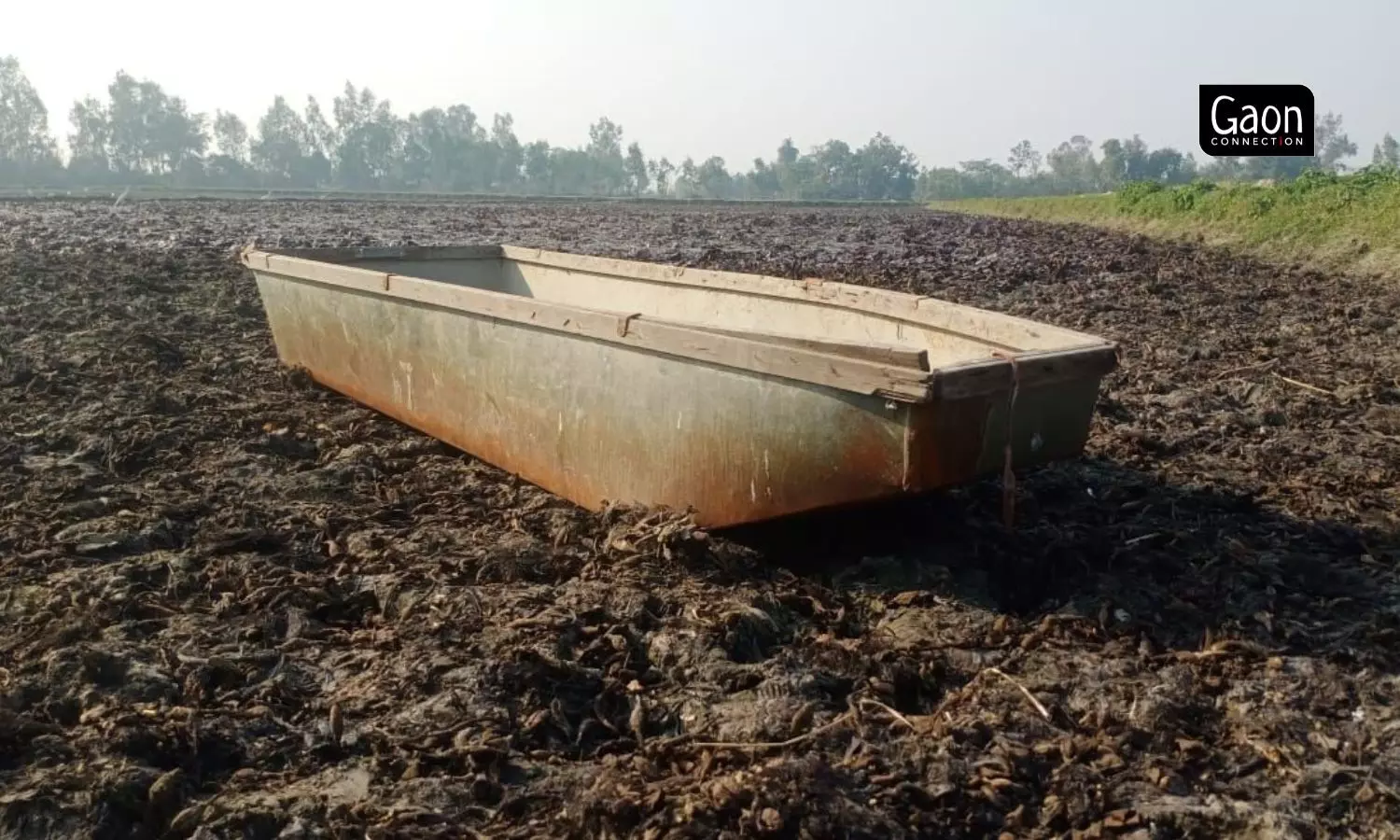 For water chestnut farming, the land has to be prepared with fertilisers, and about four to five feet of water, needed for it to grow. Photo by Manish Dubey.