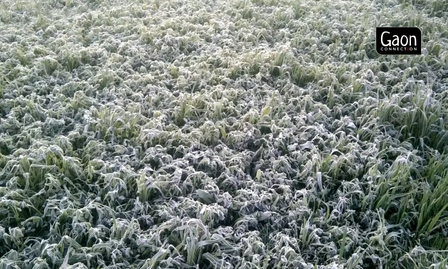 The only way to beat the frost is through adequate irrigation. Watering the land in the mornings helps in mitigating the harm done to the land by frost.