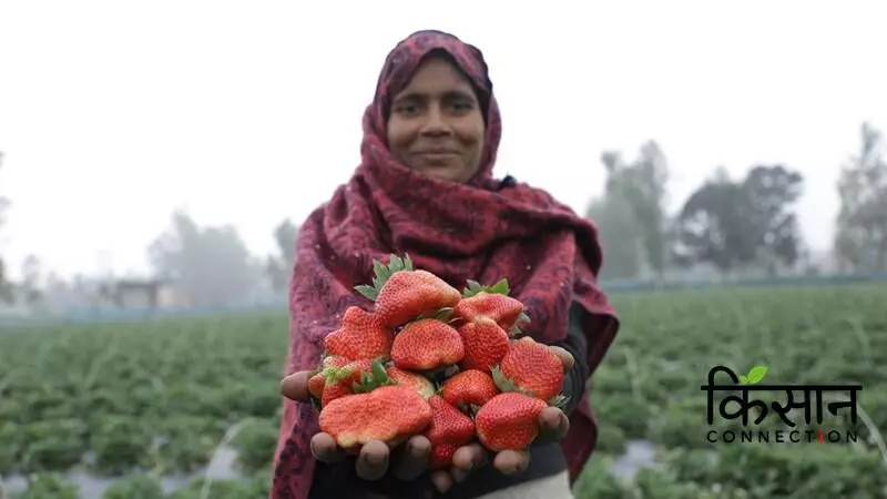 The strawberry orchard, spread over five acres [a little over an hectare], has evolved into a landmark for the rural residents in Dewa block where Siswara is.