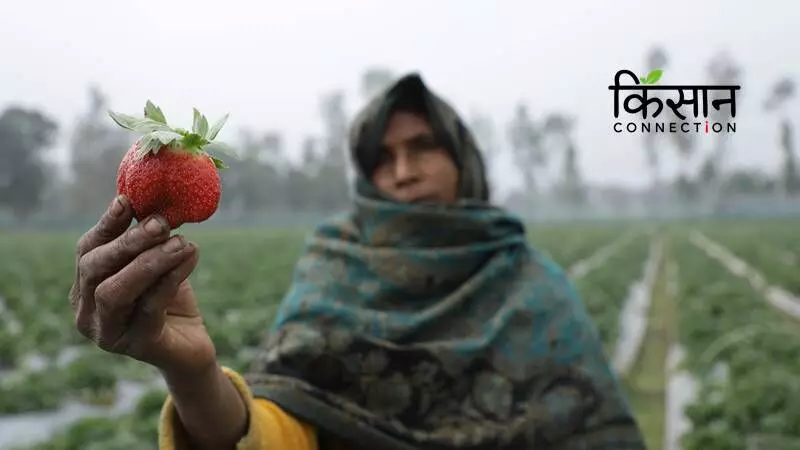 Strawberry is an exotic fruit and even the local government support is minimal for such crops.