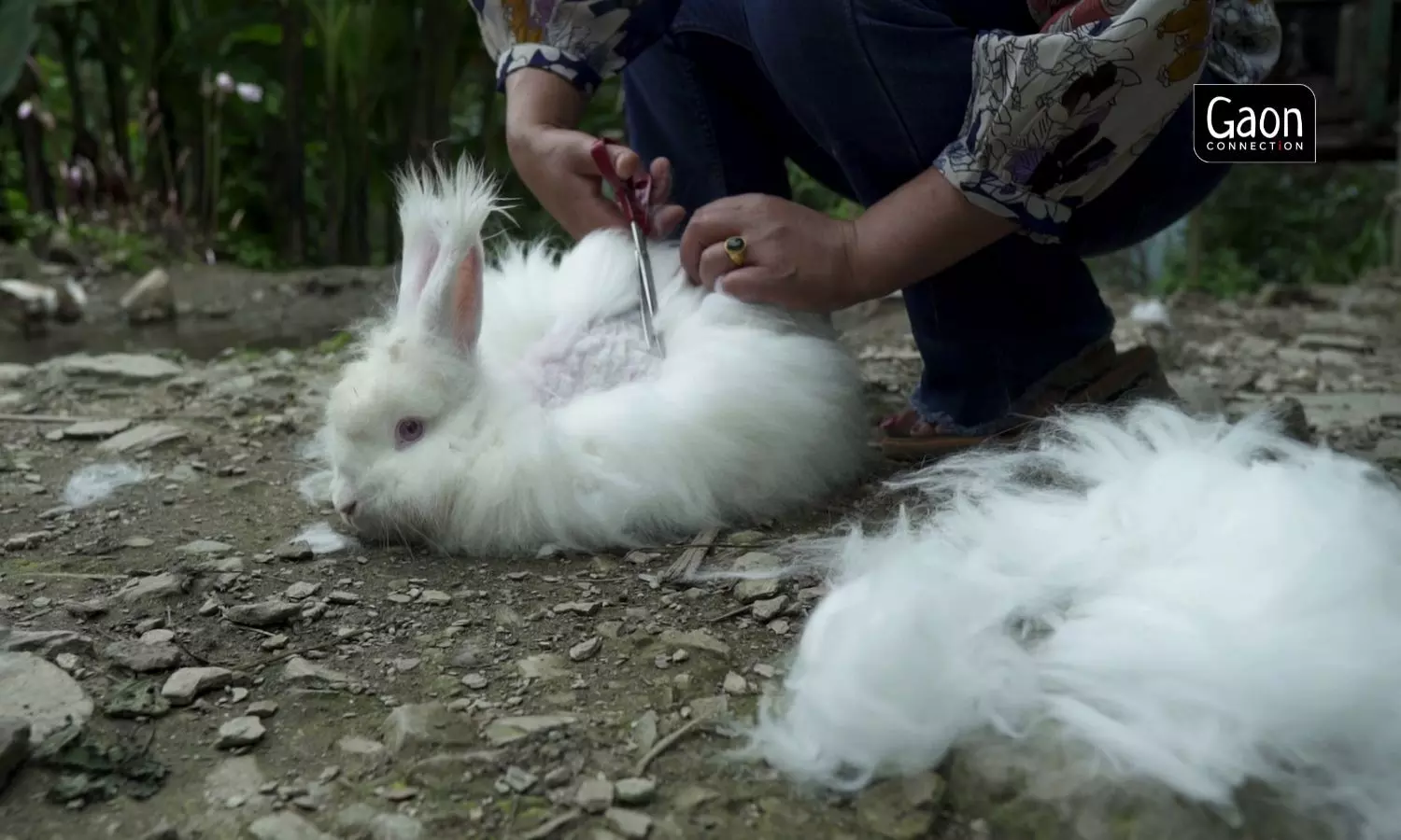 Ten farmers from the Chuba-Perbing GPU were given Angora rabbits to breed. They are bred for the light-weight long fibres of their coat which gives the world famous Angora wool. 