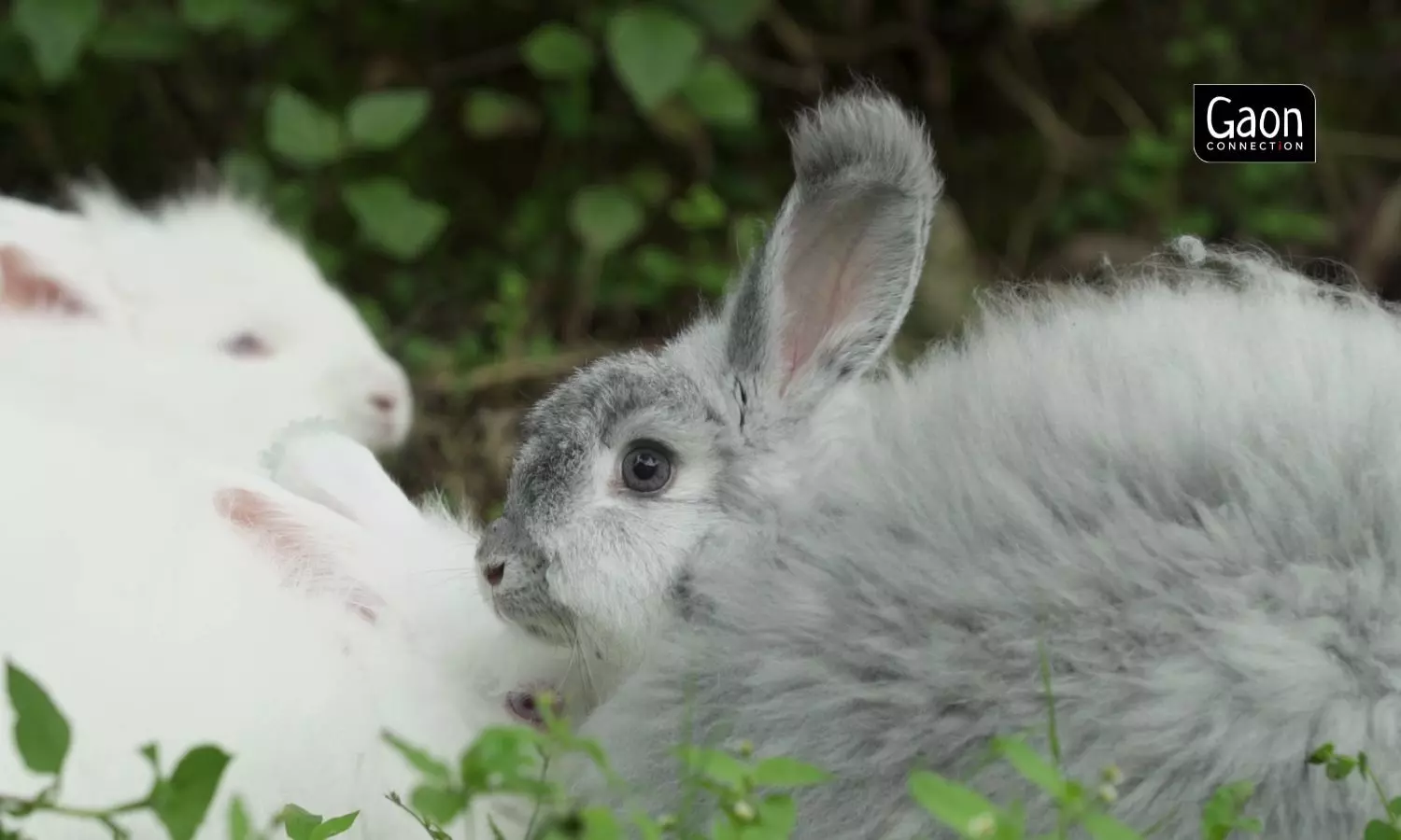 The rabbits are of the German Angora breed whose cost depends on the colour of its wool. The pure black ones are the most expensive.