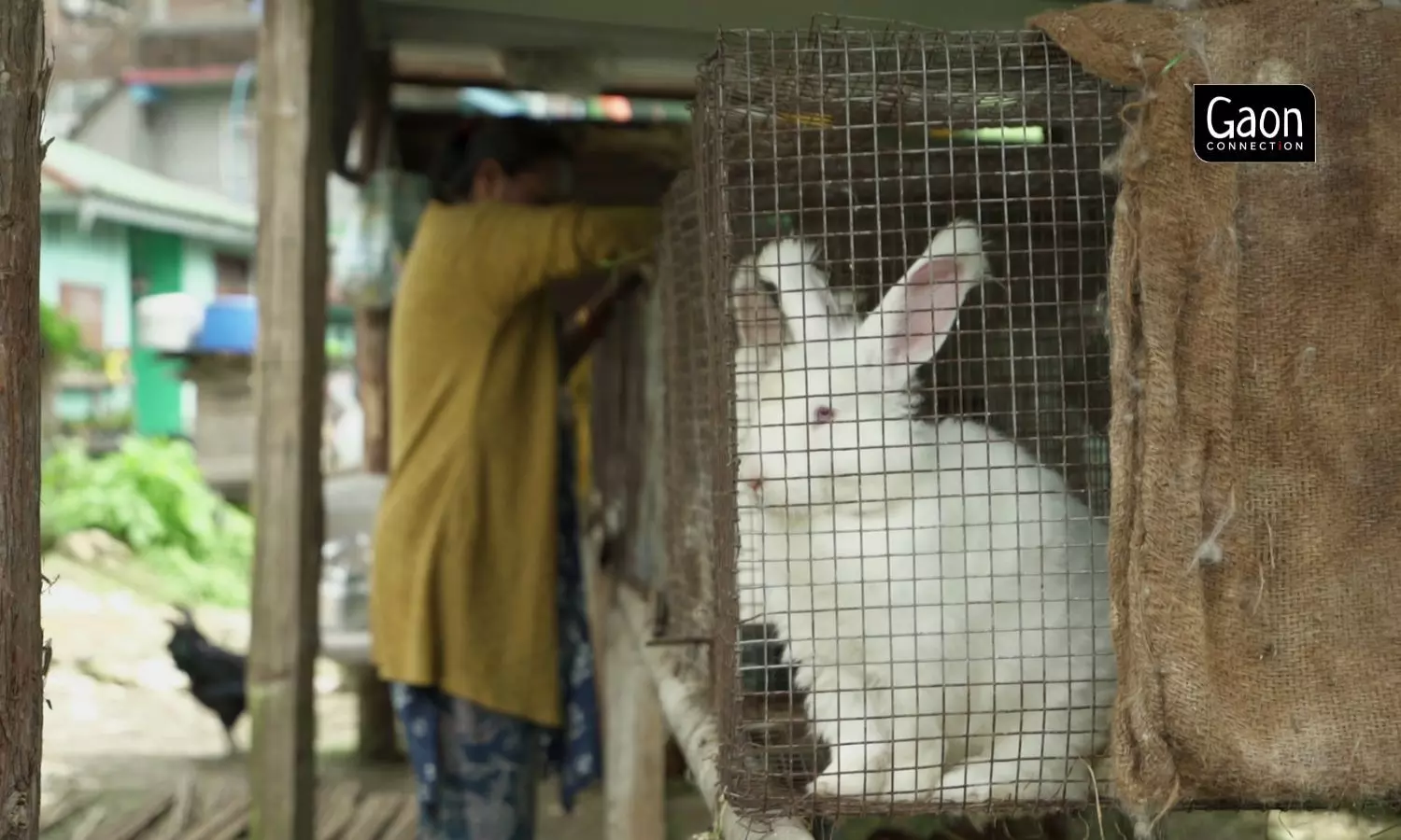 A single rabbit produces about 100 gms of good quality wool at a time, which is just enough for a medium sized cap.