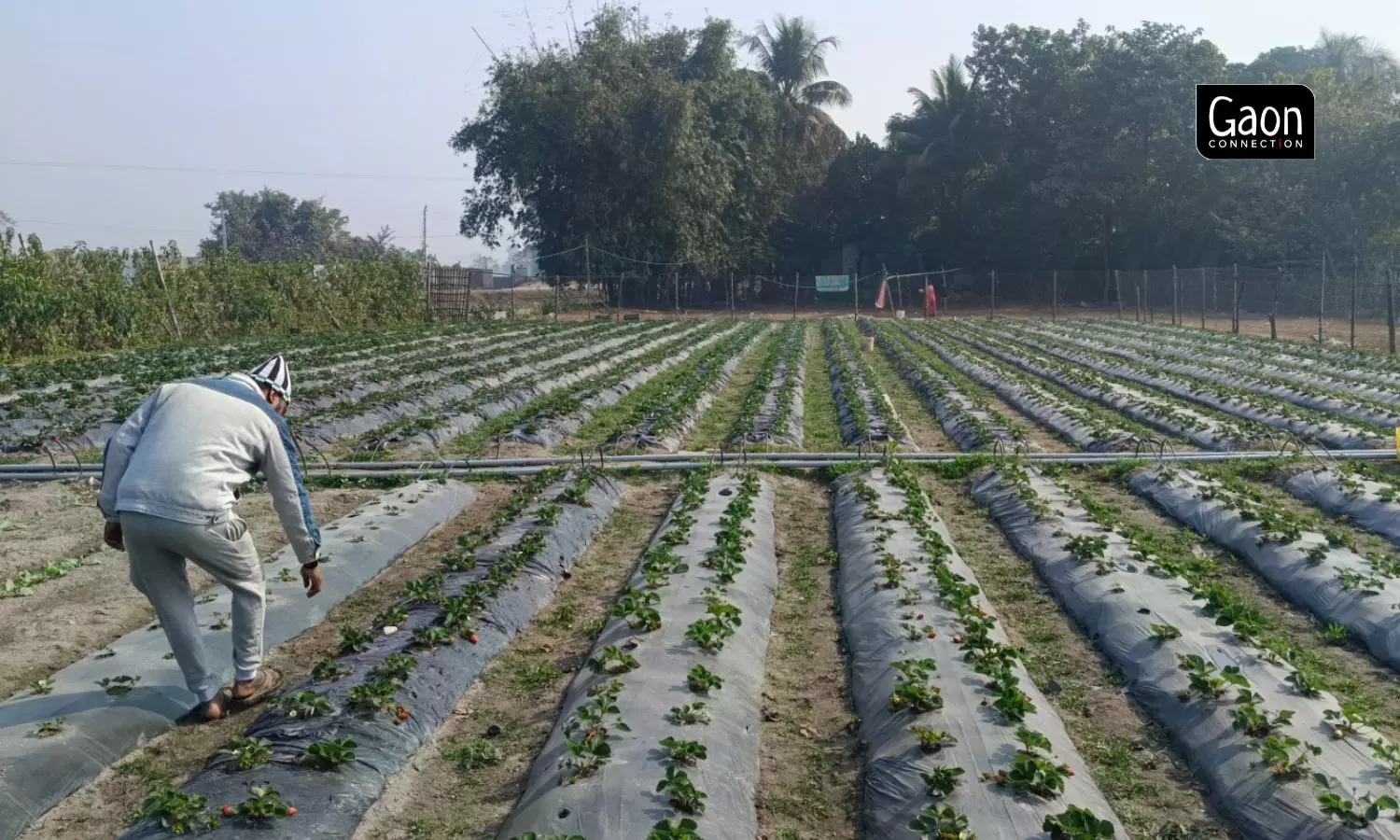 Sowing of strawberry seeds is done by October end leading to the harvest by December end or beginning of January but the warm temperature has hampered the fruiting.