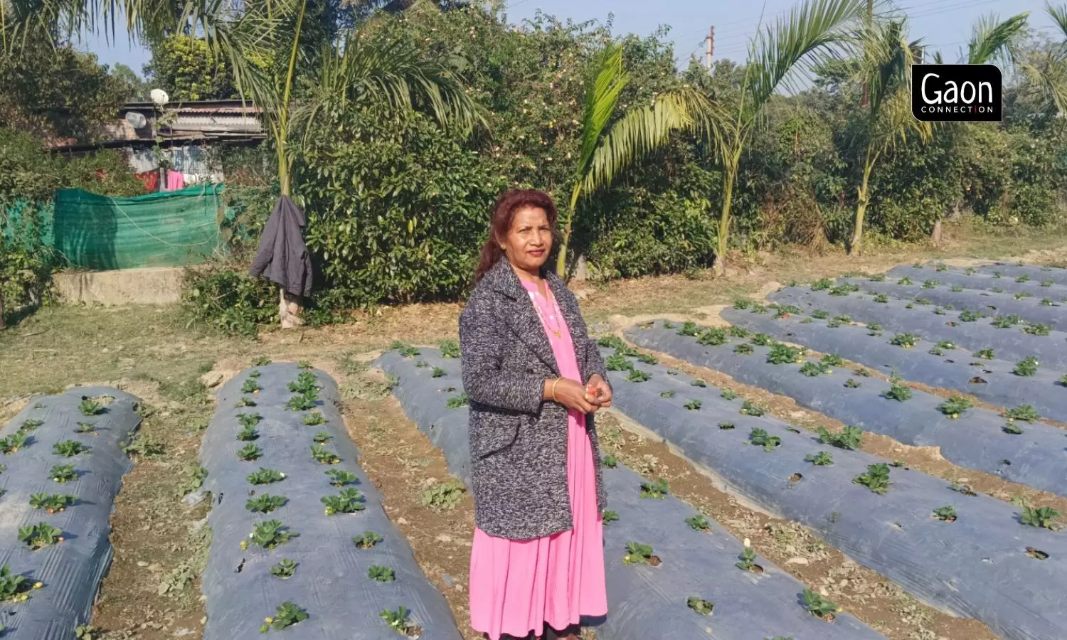 Prabha Tirkey Chacko, who cultivates strawberries in her half bigha farmland at Hansqua Dulurchat village in Darjeeling district of West Bengal fears that she may not even get half her usual berries output this year.