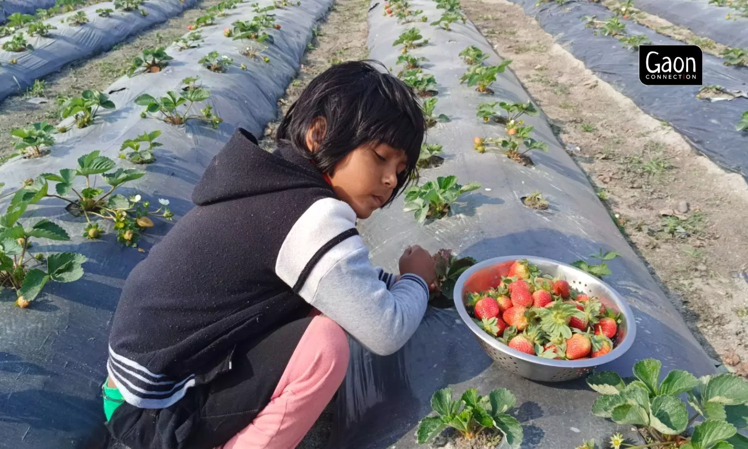 Farmers were initially reluctant to take up strawberry cultivation in 2012 as there was a lack of cold storage facilities for the perishable fruit but eventually the experts broke this mindset.