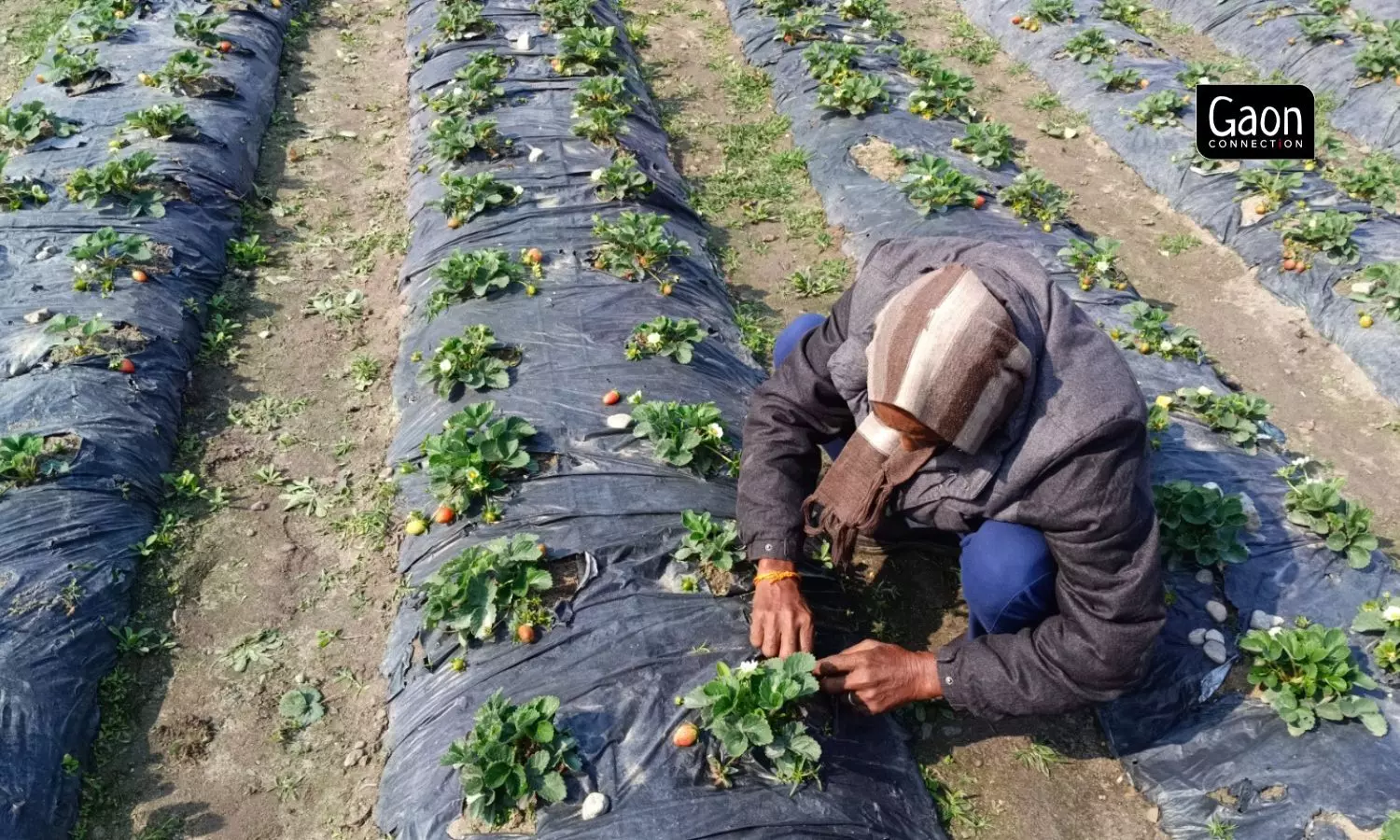 The farmers complain that the strawberries are wilting and dying due to erratic climate this year.