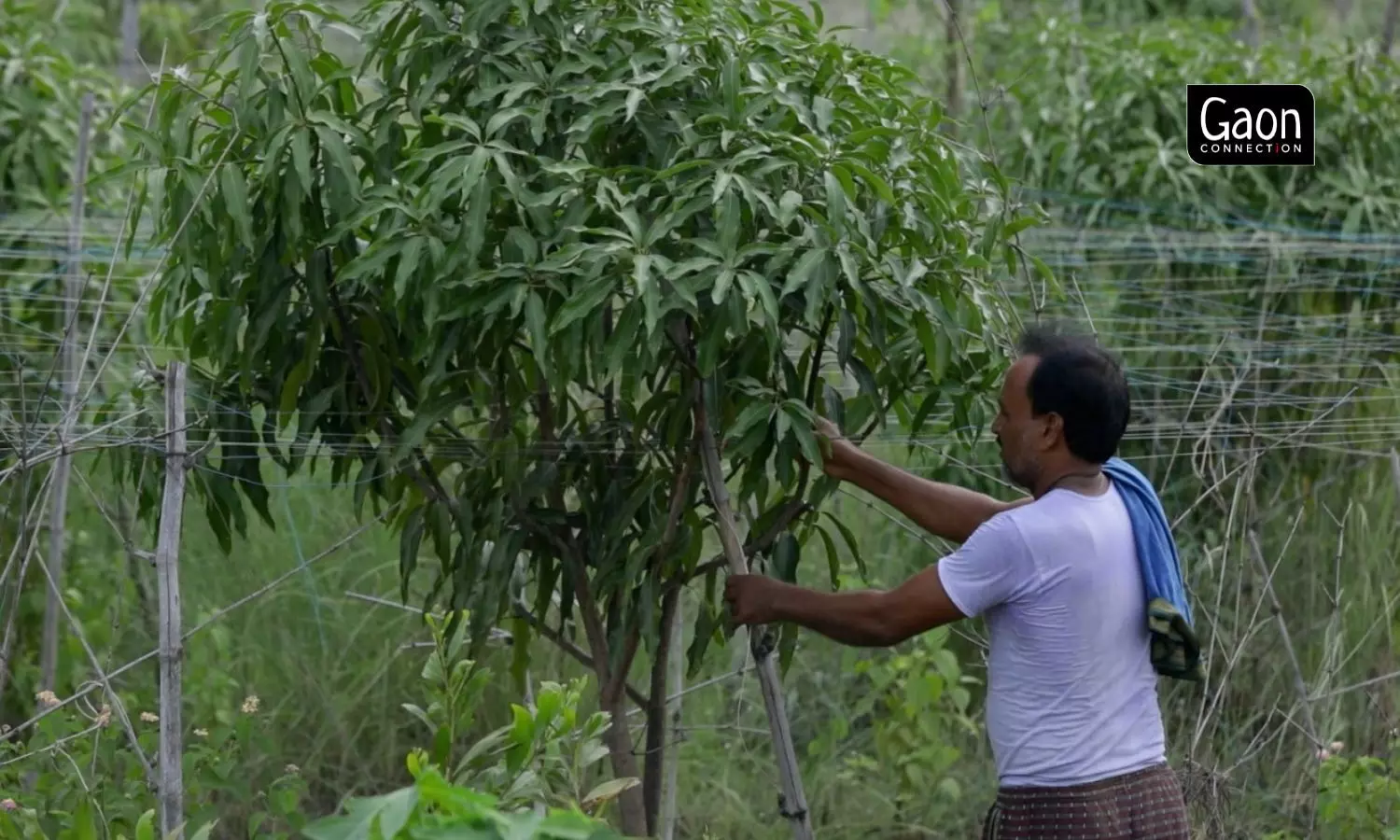 The farmers, in addition to practising fishery and duckery, have planted trees like banana, guava, lemon and other fruit trees around the bund of the pond. 