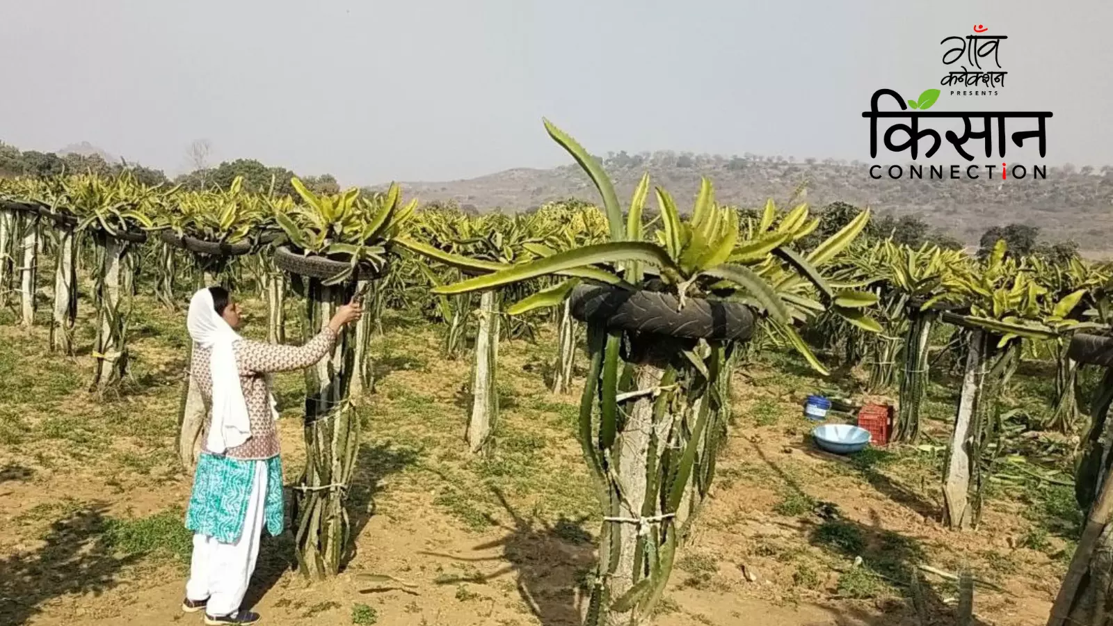 वंदना सिंन 2020 में पहली बार ड्रैगन फ्रूट की खेती शुरू की और एक एकड़ जमीन से 5 लाख रुपये का मुनाफा कमाया। सभी फोटो: बृजेंद्र दुबे