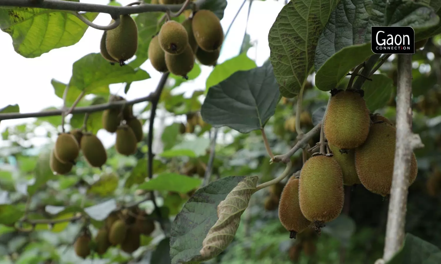 Currently, 520 farmers from eight villages – Shama, Badi Paniyali, Liti, Hampti-Kapdi, Ramadi, Bhanar, Naukudi, and Malkadhungracha – in the Shama cluster are associated with the growth centre. Photo by Gaon Connection.