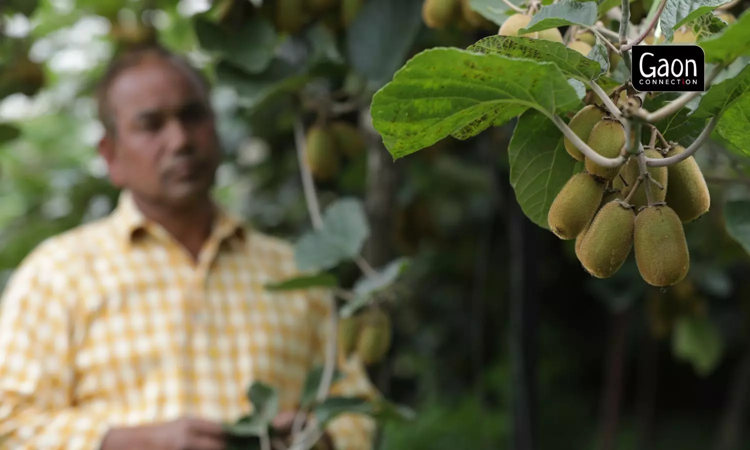 Kiwi farming is labour-intensive as labourers have to cross pollinate the plant manually by rubbing the male and female flowers together. Photo by Gaon Connection.