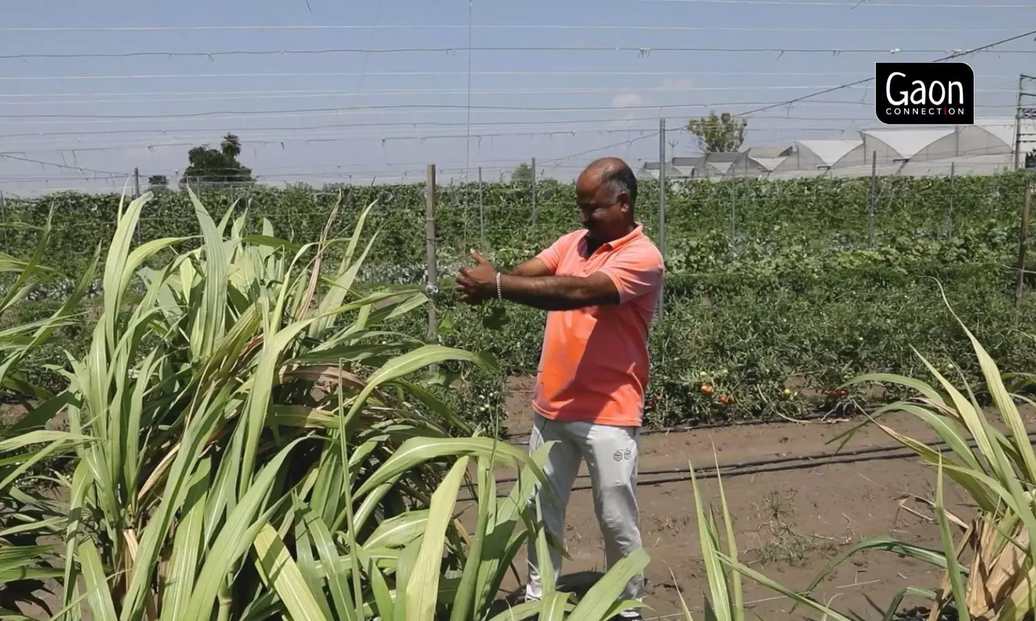 Kambojs polyhouse setup has sprung up livelihood opportunities for the village men and women.