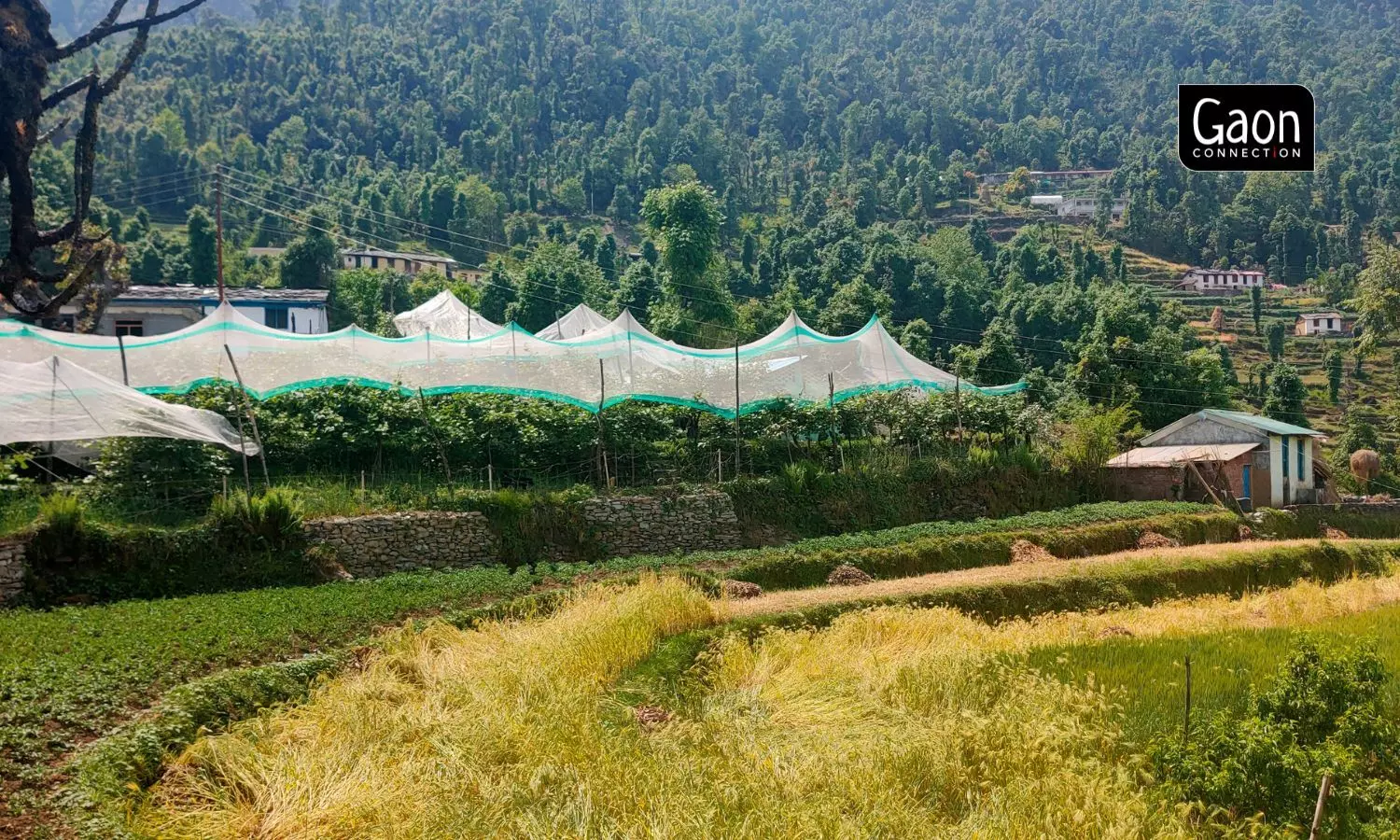 Anti-hail nets are used to protect kiwi fruit from getting damaged during hail storms which cost Rs 35-40 per square metre. Photo by Megha Prakash.