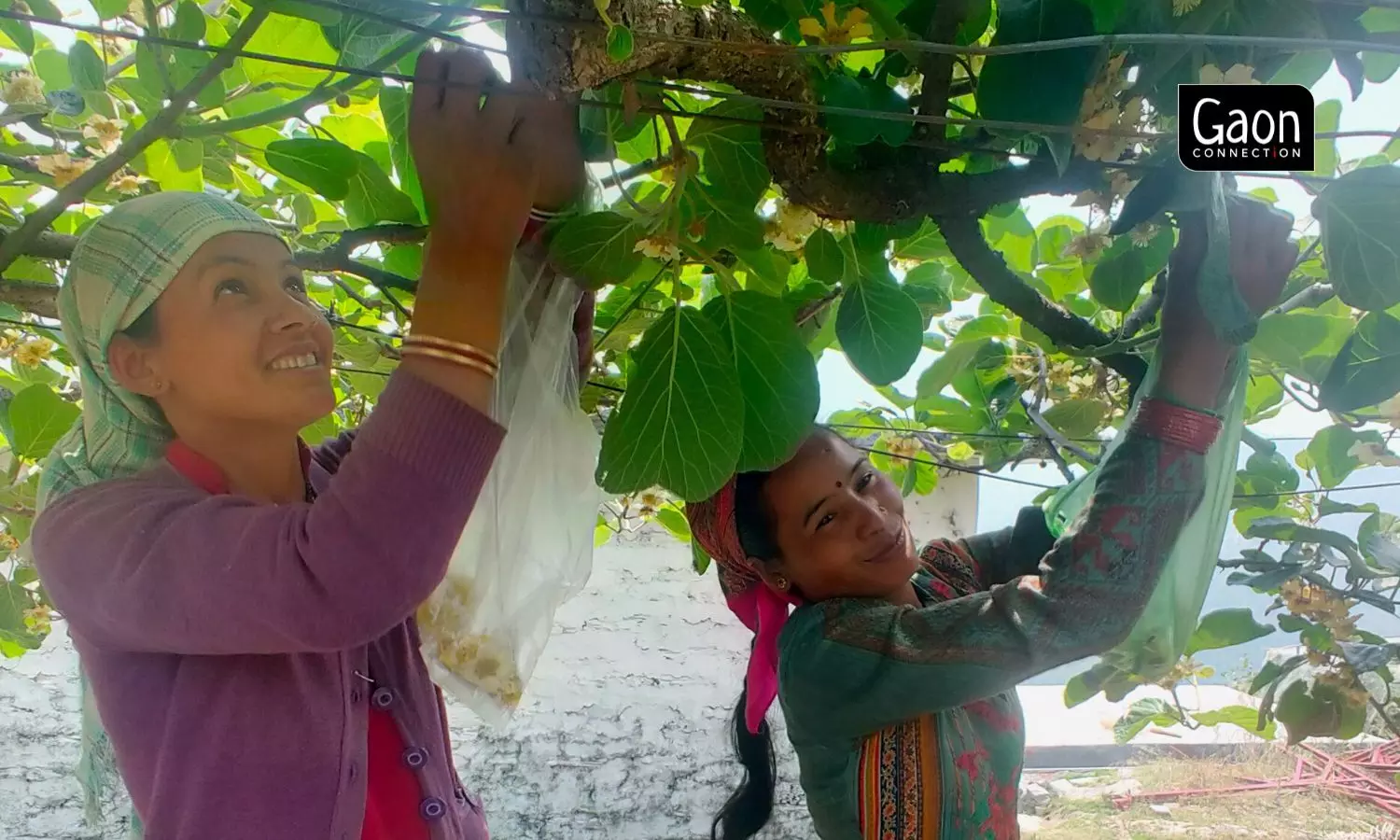 Women labourers manually rub the male and female kiwi flowers to facilitate pollination. Photo by Megha Prakash.