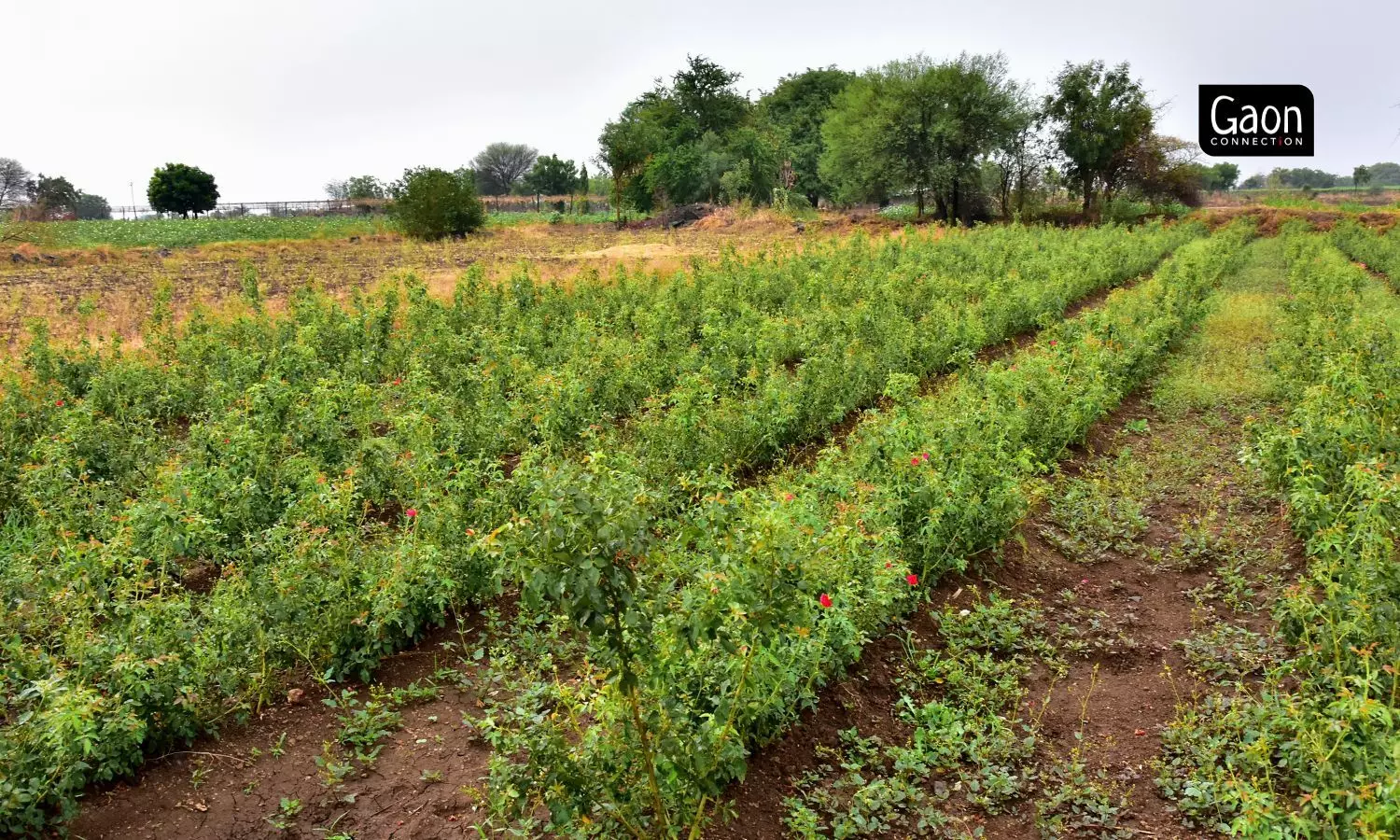 Traditionally, farmers in Solapur grew soybean and jowar, fit for a drought-prone region. 