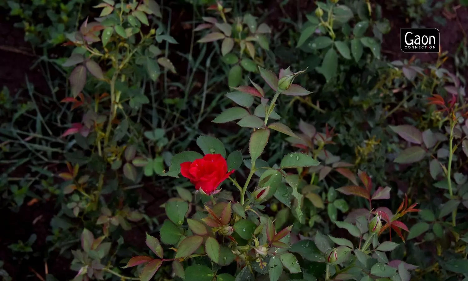 A gulab jal project has been set up in Wadji village of Solapur producing 1,000 litres of rose water daily.