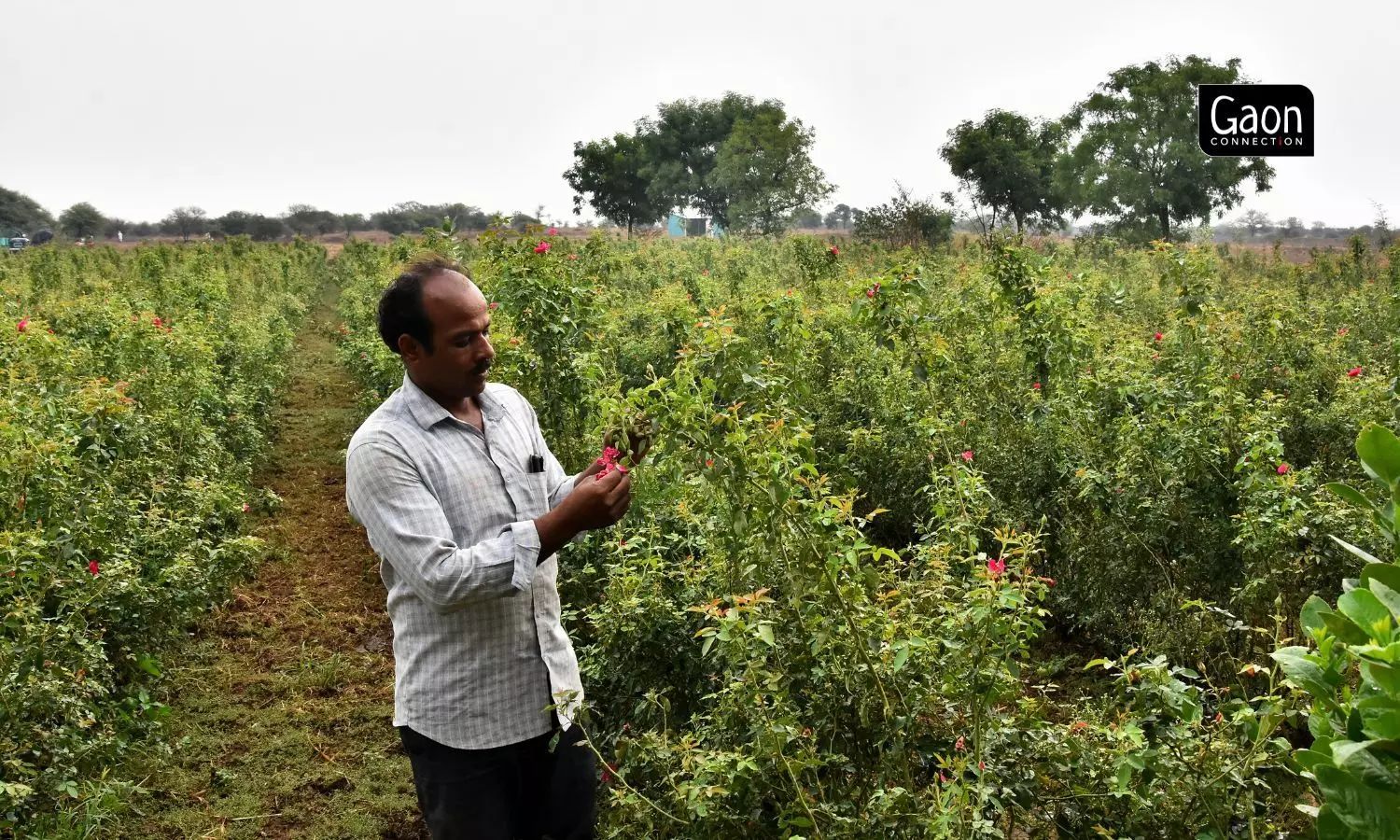 Ramesh Mhatre, a farmer from Wadji village, has taken up rose cultivation and found it to be better alternative to cattle farming.