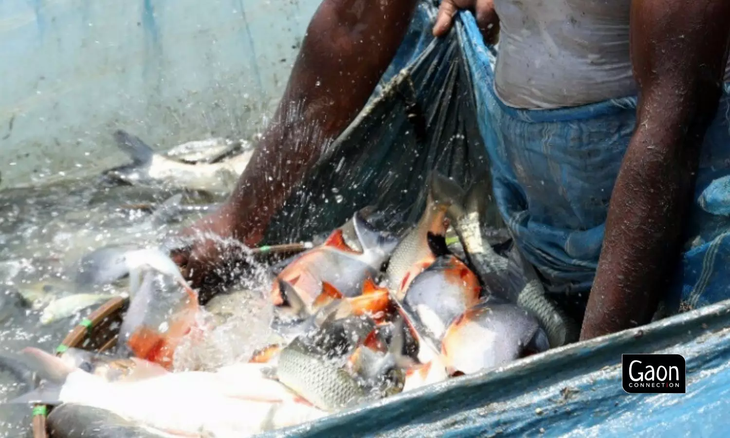 Upon being associated with the FPO, the fish farmers were educated about the right quantities of fertilisers to be administered for best results. Photo by Puspanjalee Das Dutta.