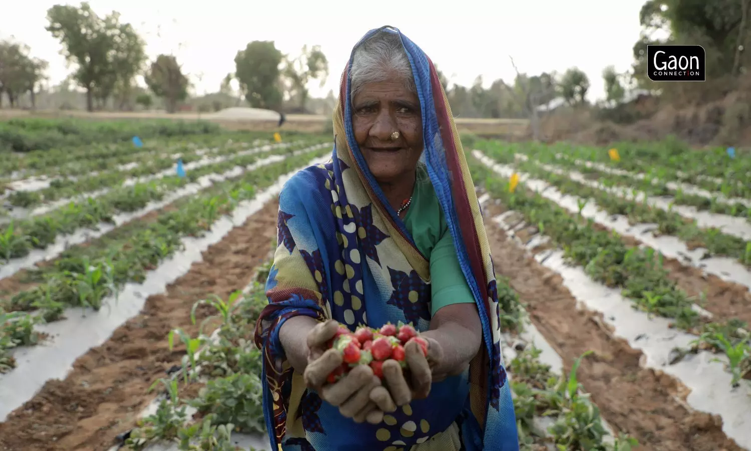 Strawberry cultivation was a leap of faith for many of the farmers who doubted if anything would grow well in the area.