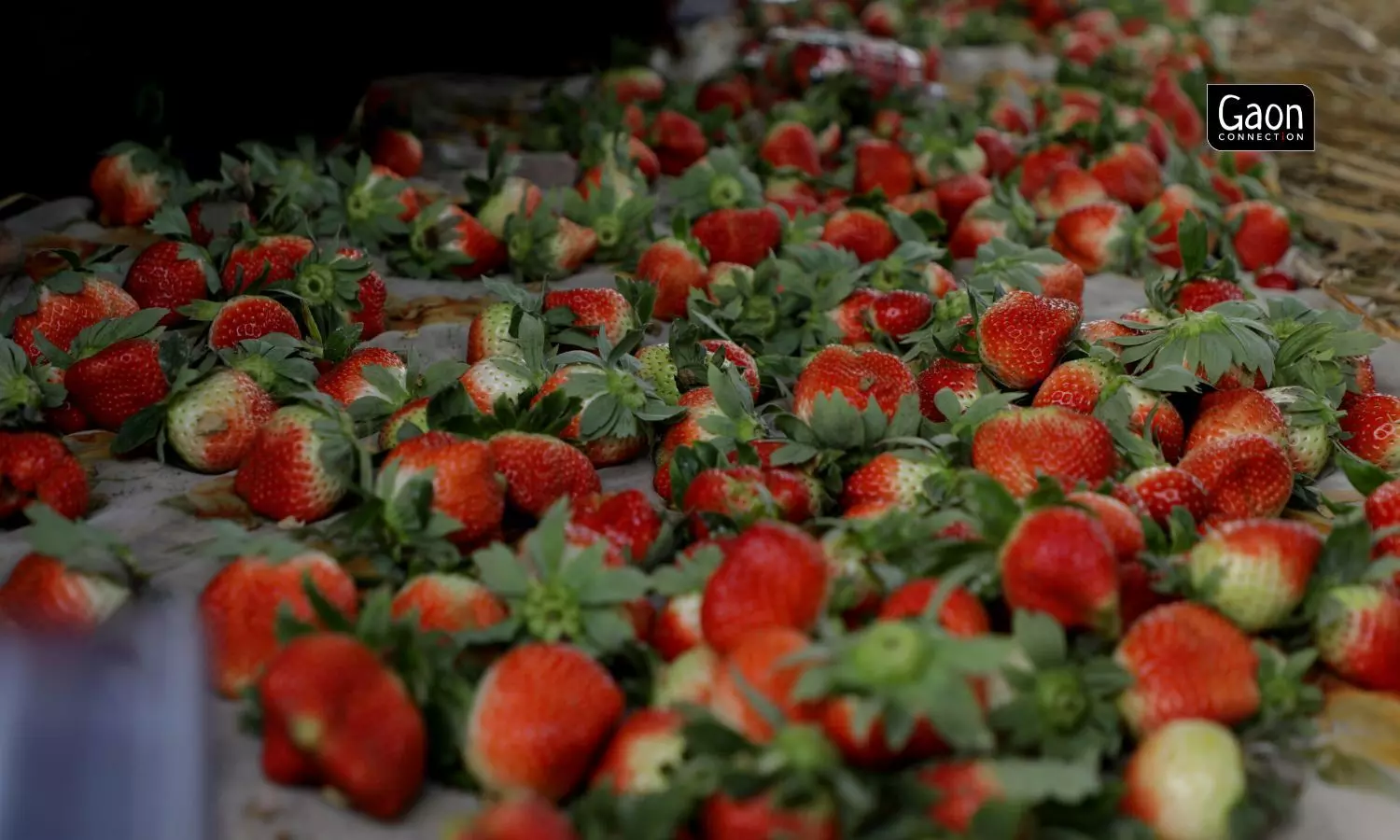 The strawberry project had technical support from ICAR-Central Agroforestry Research Institute (CAFRI), drip irrigation support from the horticulture department, and financial grant NABARD.