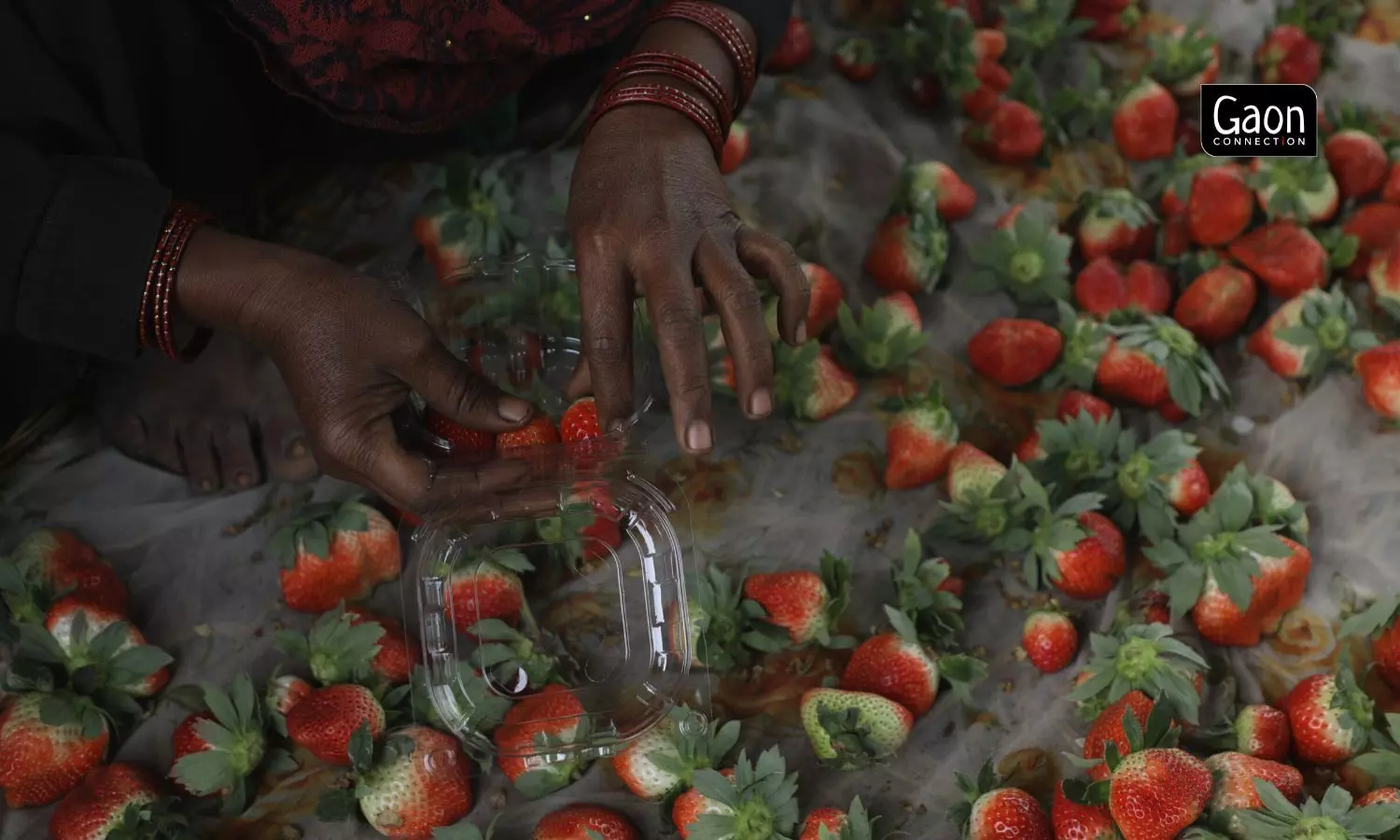 The strawberry cultivation project is being looked at with optimism to provide more income to farmers. 