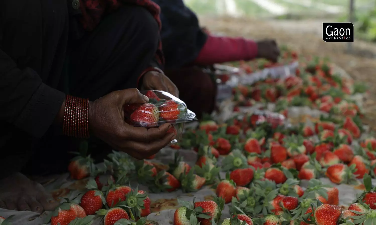 In the absence of cold storage units in Jhansi, farmers will have to either sell the strawberries as soon as possible or process them into strawberry products.