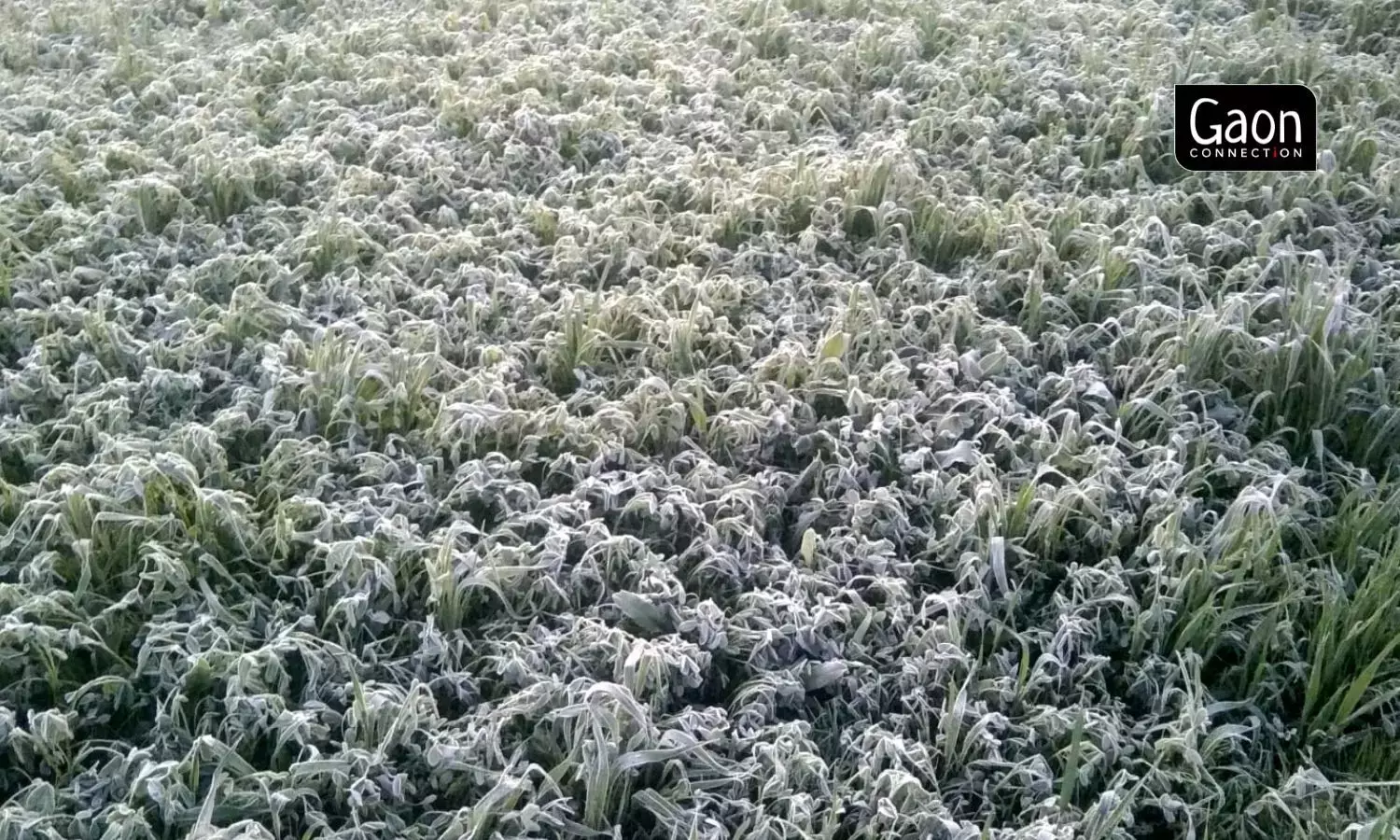 Mustard was hit by a cold wave in January which weakened the crop. The increasing heat is worsening the situation for the farmers. Photo by arrangement.