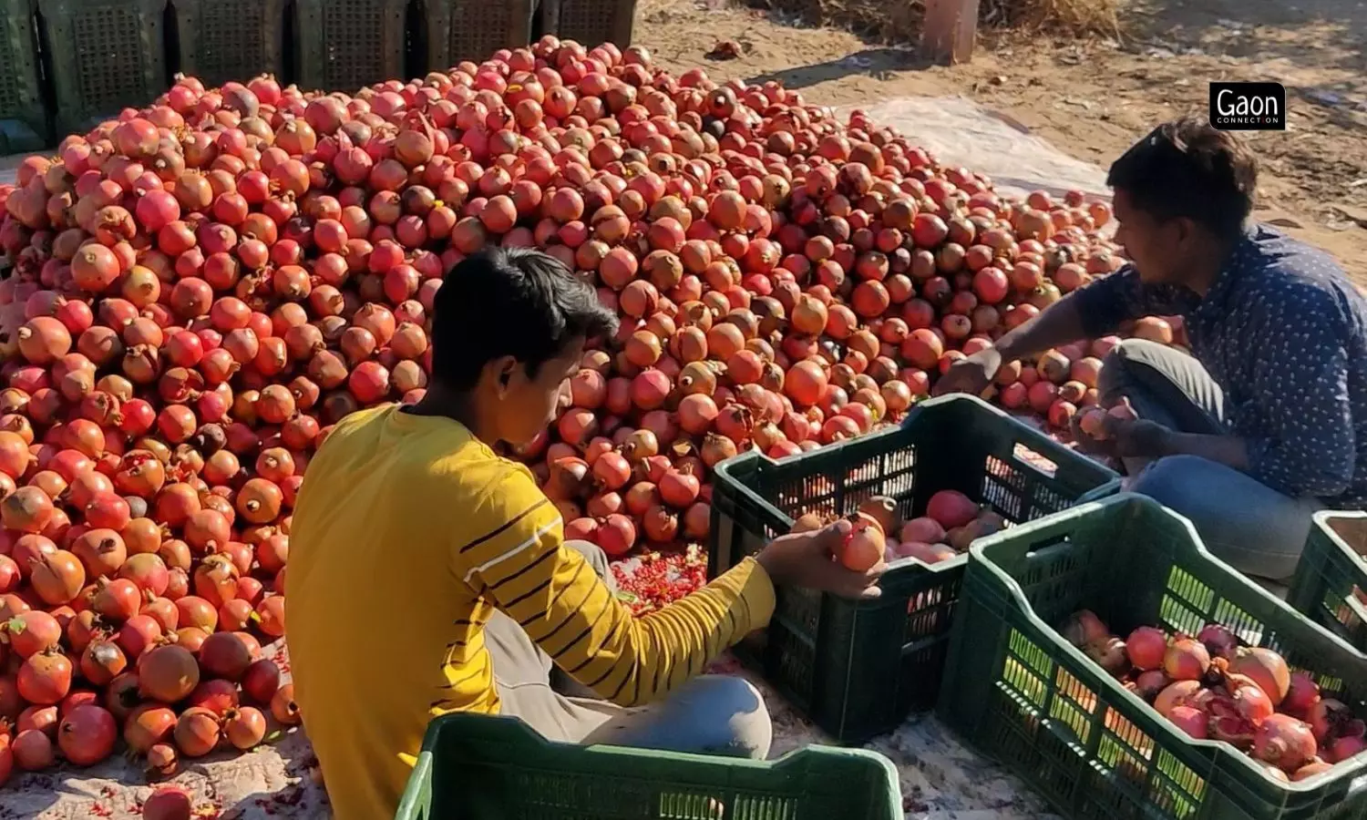 Cultivators in Budiwara village decided to attempt at cultivating pomegranate, are are seeing success.