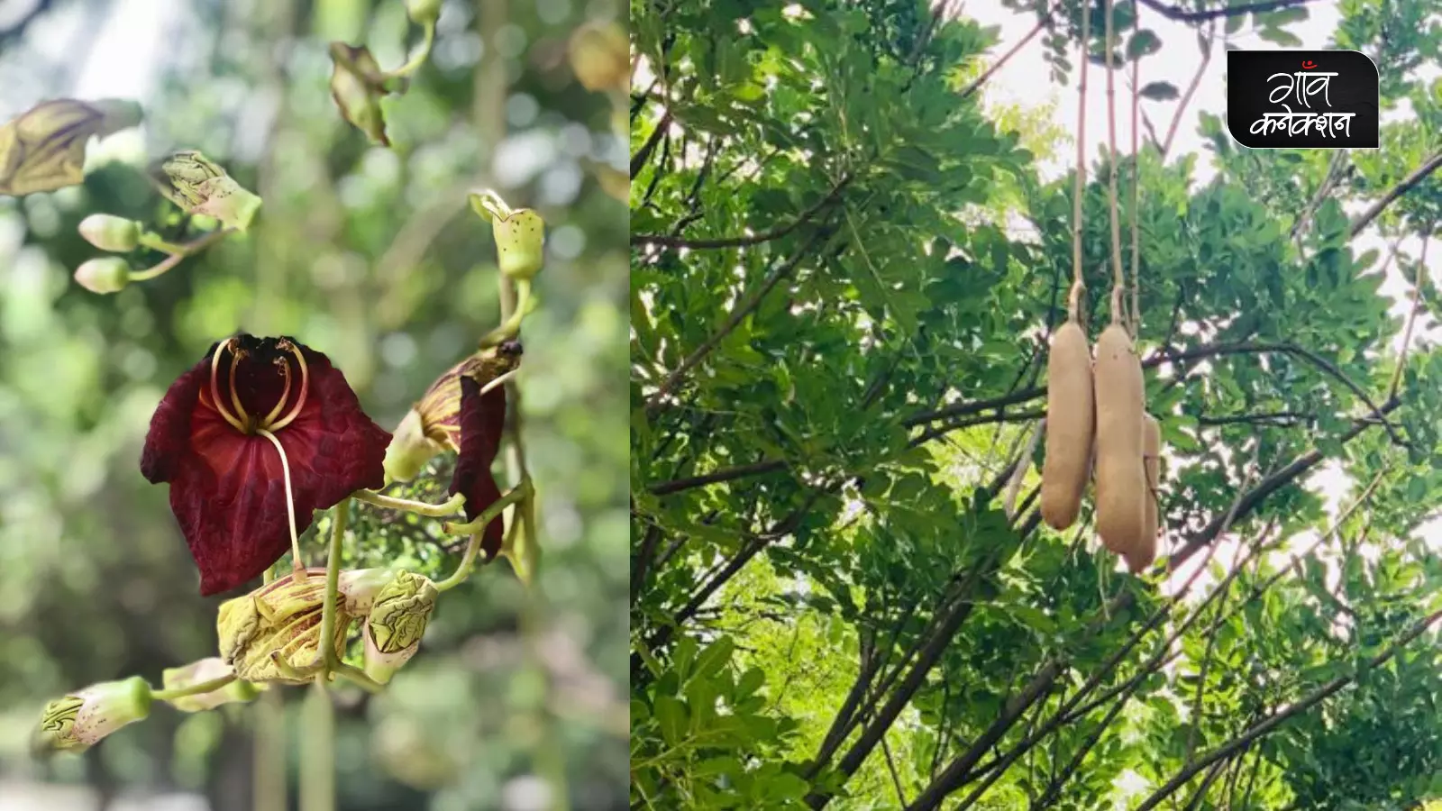 बालम खीरा में उच्च अनुकूलन क्षमता है और स्थानीय स्तर पर इसे औषधि में भी इस्तेमाल किया गया है।