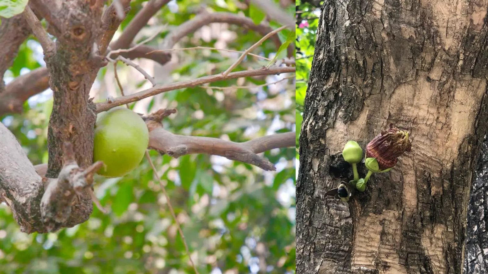 कमंडल एक लैटिन-अमेरिकी पेड़, जिसके फलों का इस्तेमाल बर्तन और कटोरे बनाने के लिए किया जाता है। 