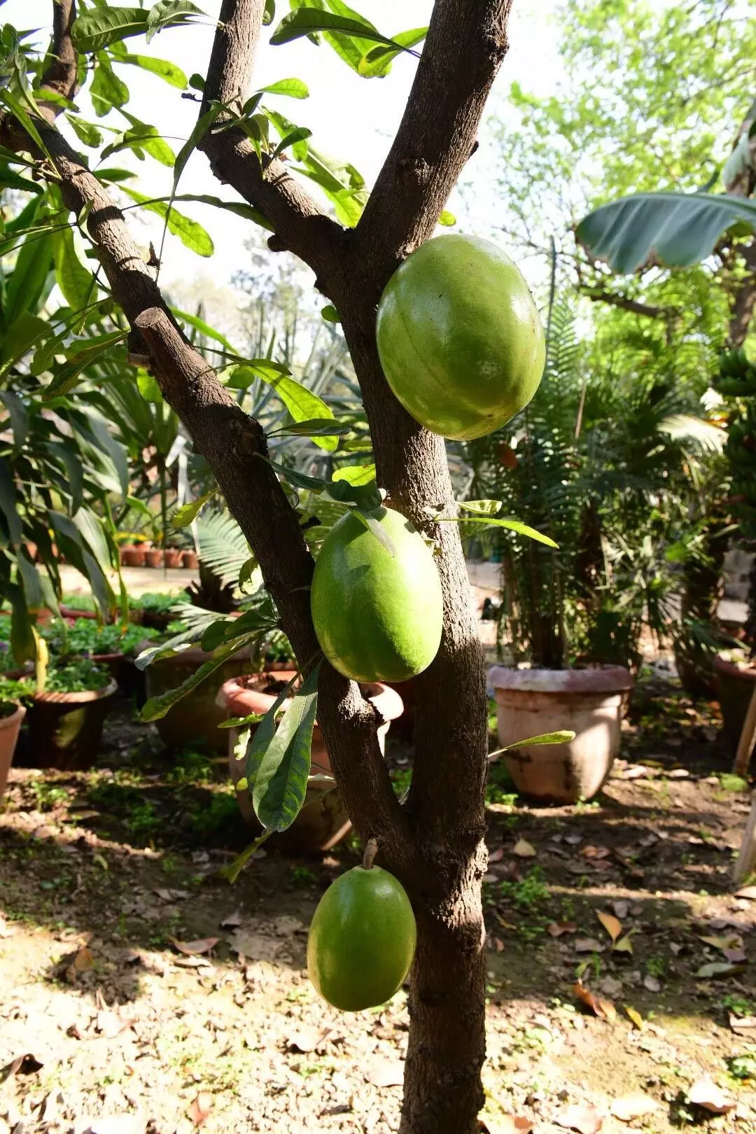 Latin-American tree, whose fruits are used for making pots and bowls, derived its name from its use for making Kamandals or ‘begging bowls’. 