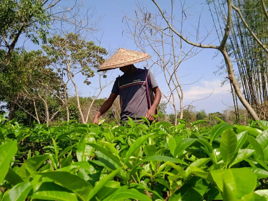 Apart from encouraging local farmers to take up tea cultivation, Dutta is also providing livelihood opportunities to people in three neighbouring villages. 