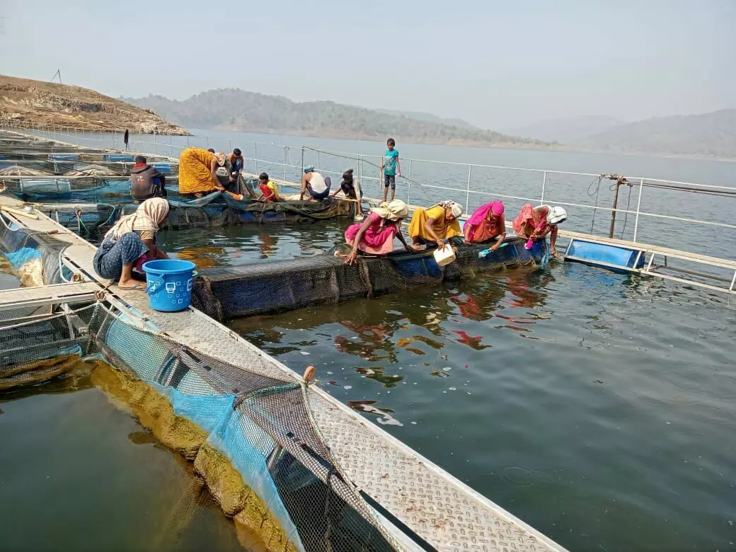 Kiran Padvi, assistant commissioner in the Department of Fisheries, based in Dhule said the mismanagement of the committees was a serious impediment to the fishers.