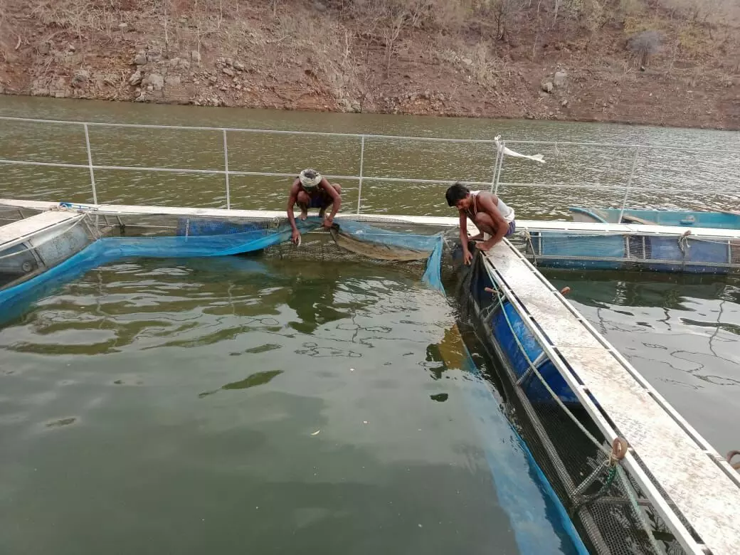 After losing their land, now the tribal people in Nandurbar are complaining of a decline in fish catch, which is affecting their livelihoods.