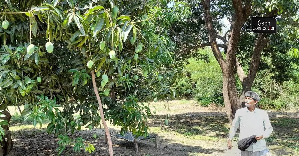 Last year also, the sudden rise in temperature in the month of March had affected the mango crop. March 2022 was recorded as the hottest ever March month in India in the past 122 years. 