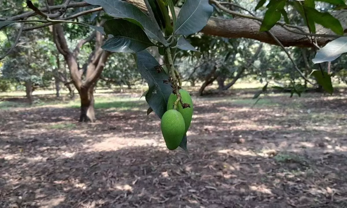  Any change in mango production in India becomes international news as almost half of the worlds mangoes are produced in India.