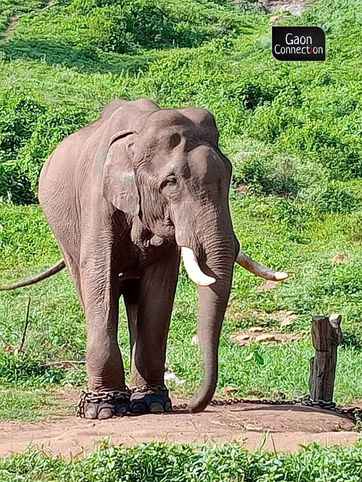 The mahouts and kavadis (helpers to mahouts) at the elephant camp at Top Slip are full of incredible stories about their wards.