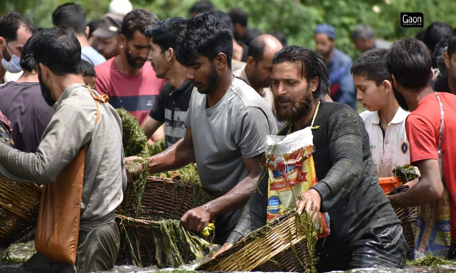 In an age-old ritual in which villagers in the districts of Kulgam, Pulwama and Shopian congregate at the spring and spend the day clearing it of weeds and accumulated silt.