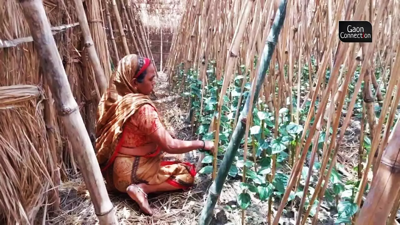 Mira Devi is just one of the two paan farmers left in the entire Varanasi district (formerly known as Banaras) of Uttar Pradesh, which is world famous for the Banarasi paan.