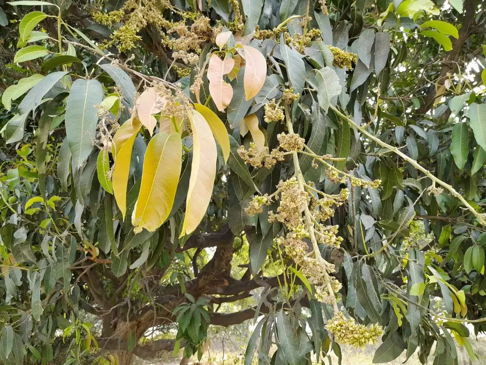 The mango flowers were destroyed due to hail storms and rainfall in April and May months. 