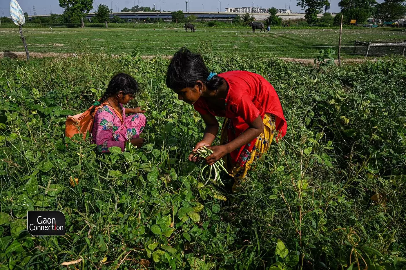 Often, entire households are involved in the cultivation. Usually, tasks which are less labour-intensive are handled by children who often pick the vegetables from the field.