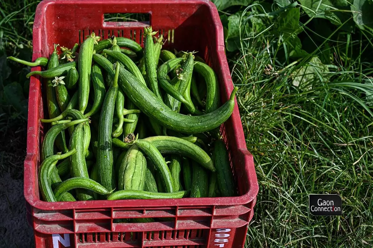 A basket full of freshly plucked gourds from the field.