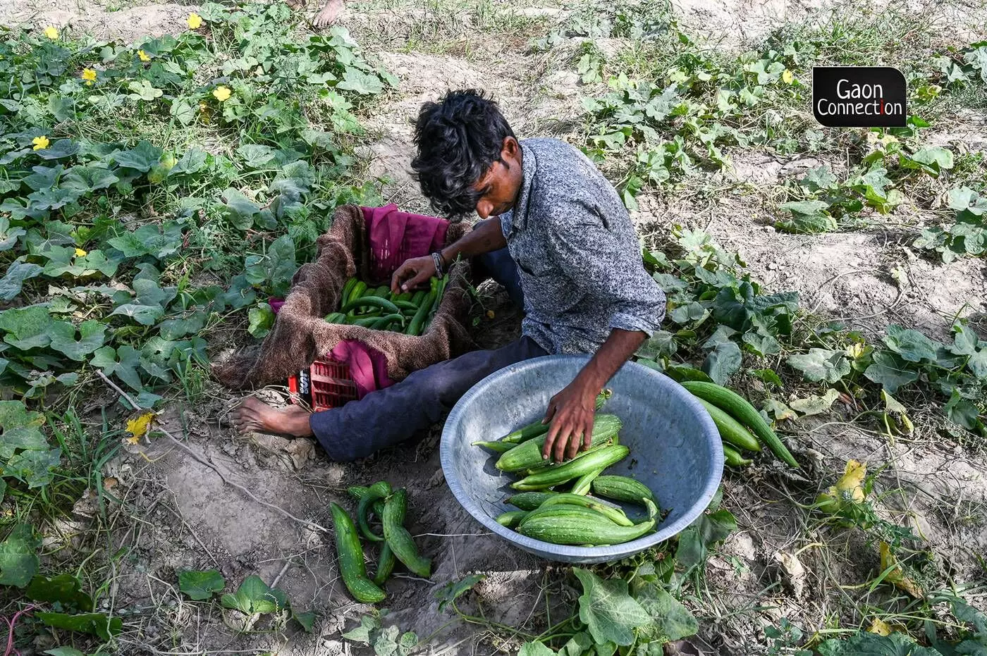 The majority of farmers at the Yamuna bank have less than 10 bighas of land to work on. 