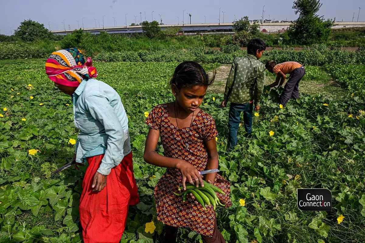 An family of farmers seen working in their fields. It takes collective efforts of an entire family to cope up with the challenges of farming in an urban setting.